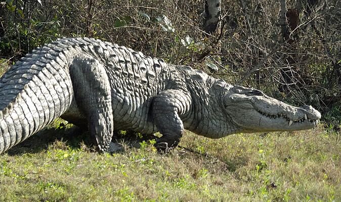 Crocodile mauls boy, 13, as horror health update issued
