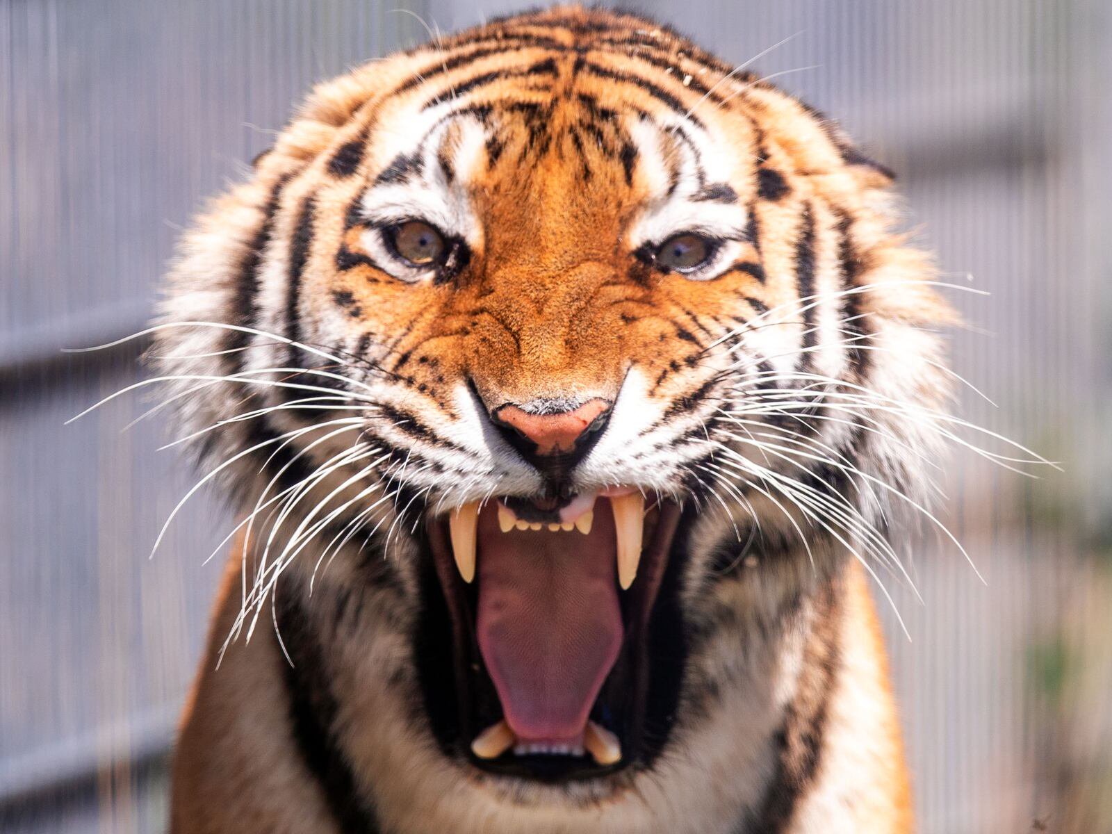 Troubling New Details Surface After Deadly Tiger Attack at Zoo