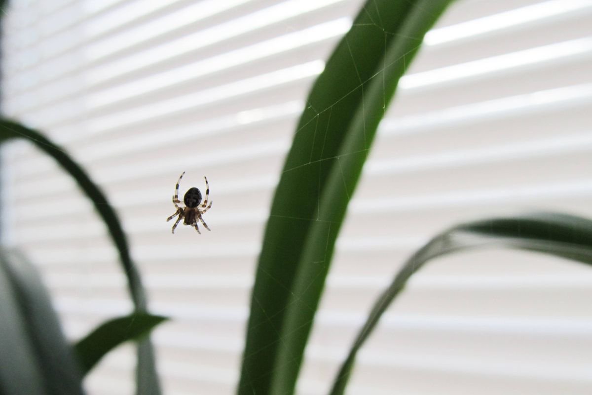 I asked pest experts how to naturally deter spiders from homes — 1 way stands out