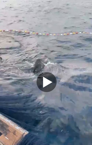 Ghanaian Fishermen Face Dilemma After Catching Giant Whale Shark at Sea
