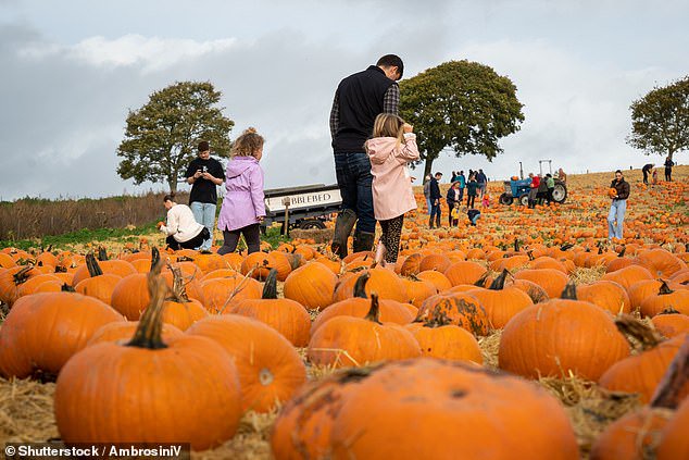 Mother hits out at ‘scam’ pumpkin patches where families pay £50 to walk through muddy fields for an hour – when you can buy a squash for £2 at Aldi