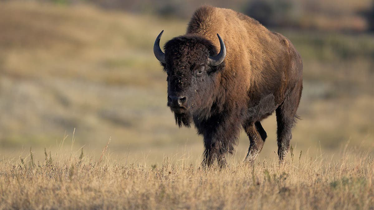 Massive bison rams pickup truck in Yellowstone after driver tries to avoid collision