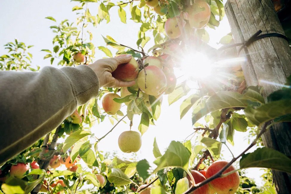 Here’s Exactly What Happens to Your Gut Health When You Eat an Apple a Day