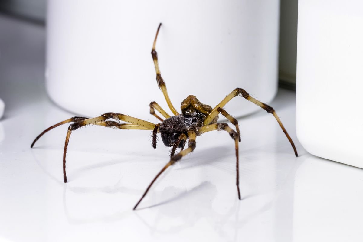 Huge spiders won’t enter homes if 1 ingredient is sprayed near windows in October
