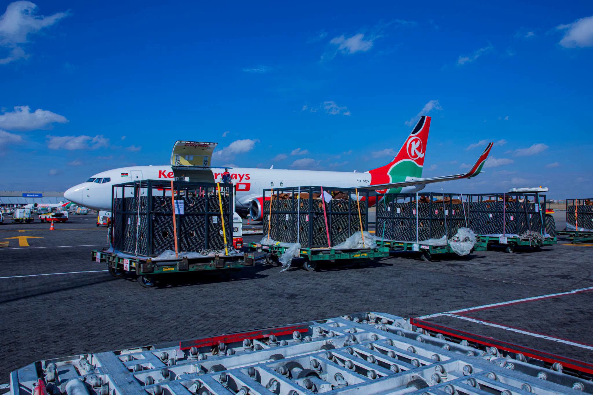 “Hata Ngombe Wamepanda Ndege”: Kenyans React as KQ Transports Cows to Nigeria