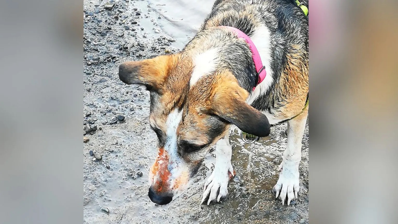 Owners fear ‘healthy’ dog died due to orange substance exposure on contaminated land