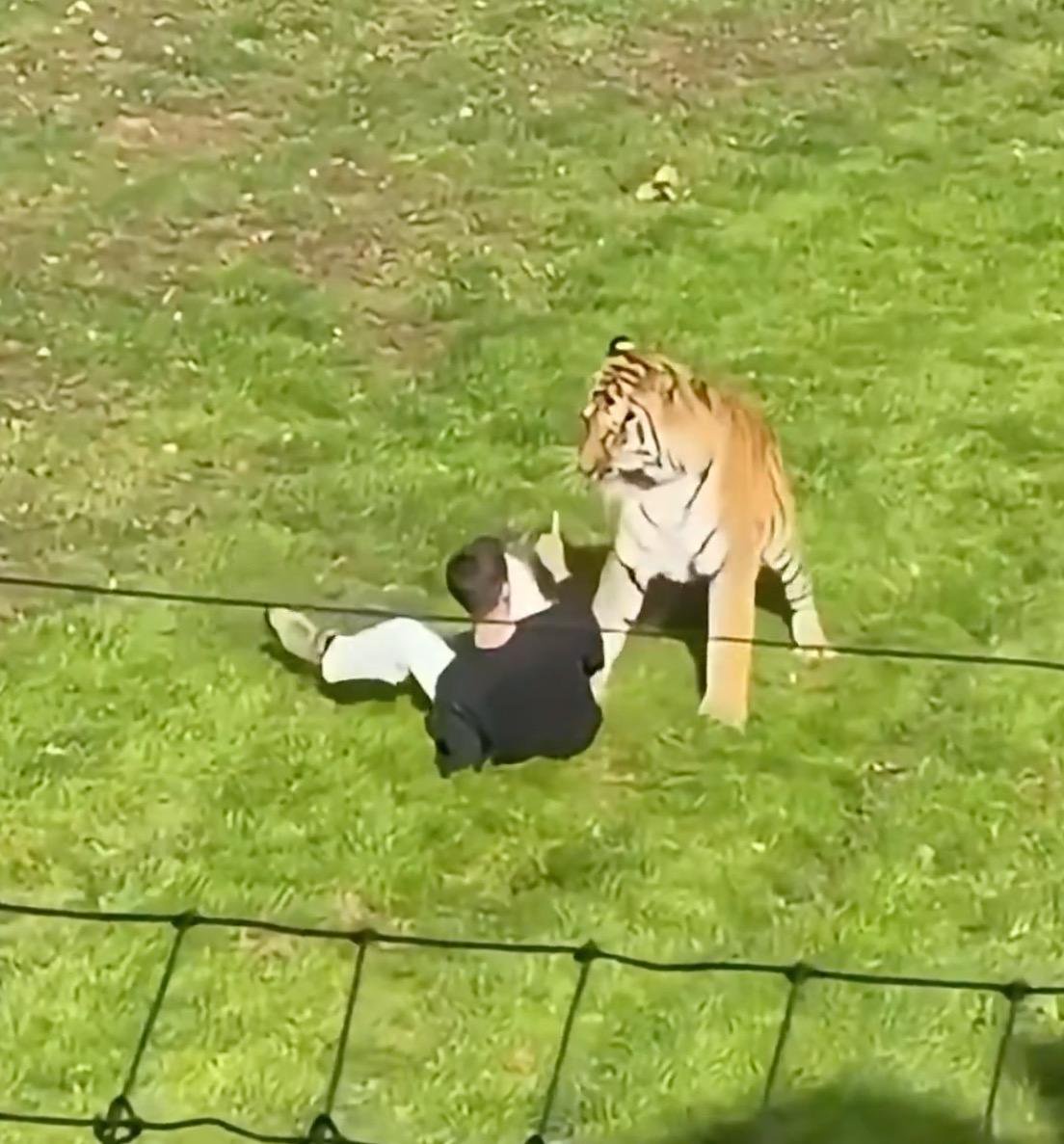 Man mauled to death by tiger was happily dancing, posing for pics with the animal before he jumped into UK wildlife enclosure