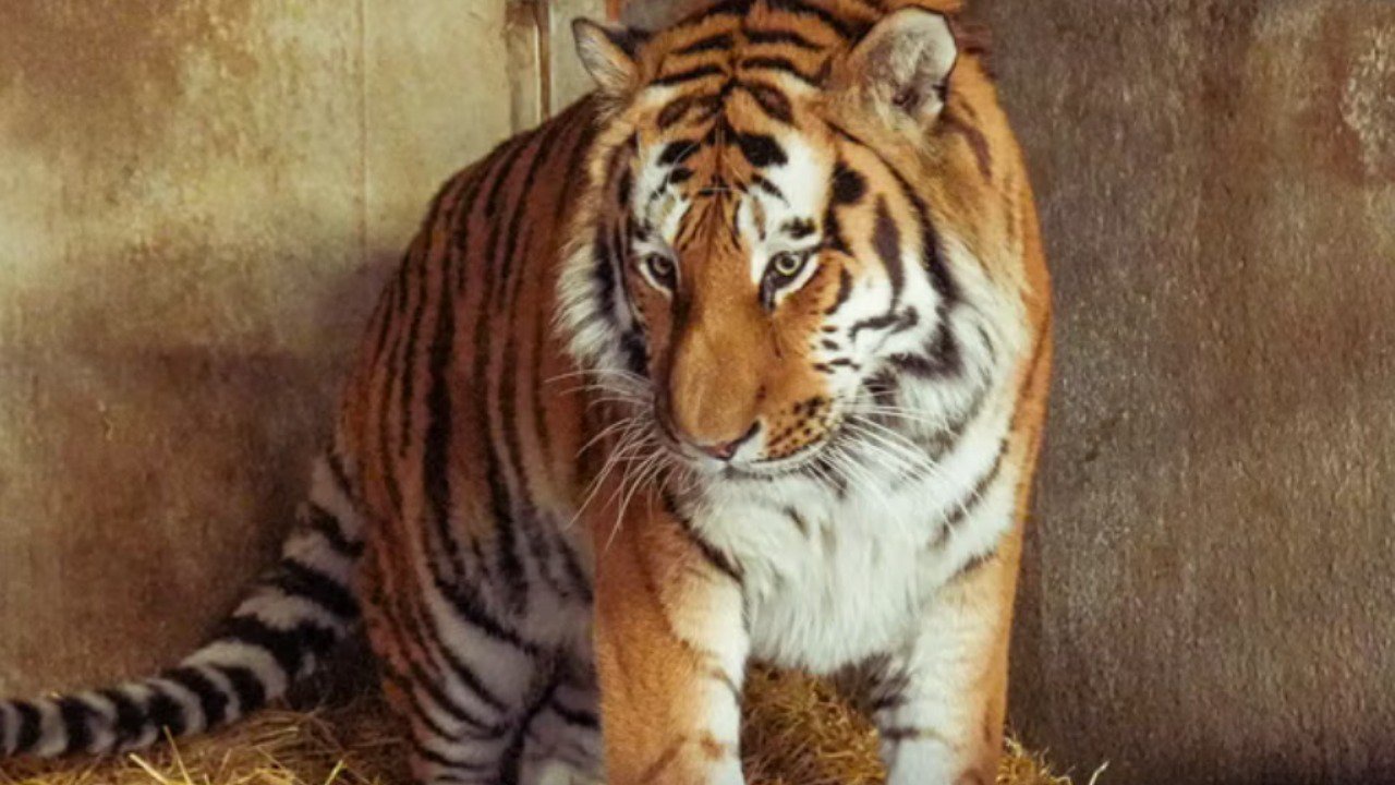 Yorkshire tiger latest: Family pay tribute to ‘bright, warm and engaging young man’ killed at wildlife park