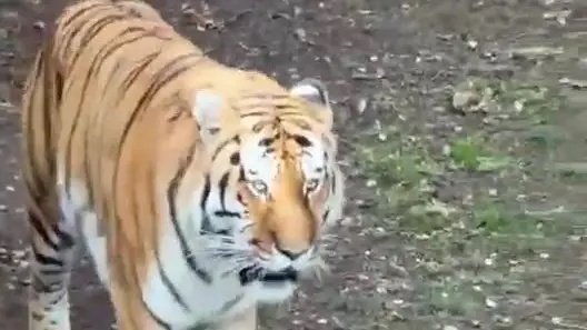Man who scaled Yorkshire Wildlife Park tiger enclosure ‘made bad sign’ before he was attacked, say witnesses