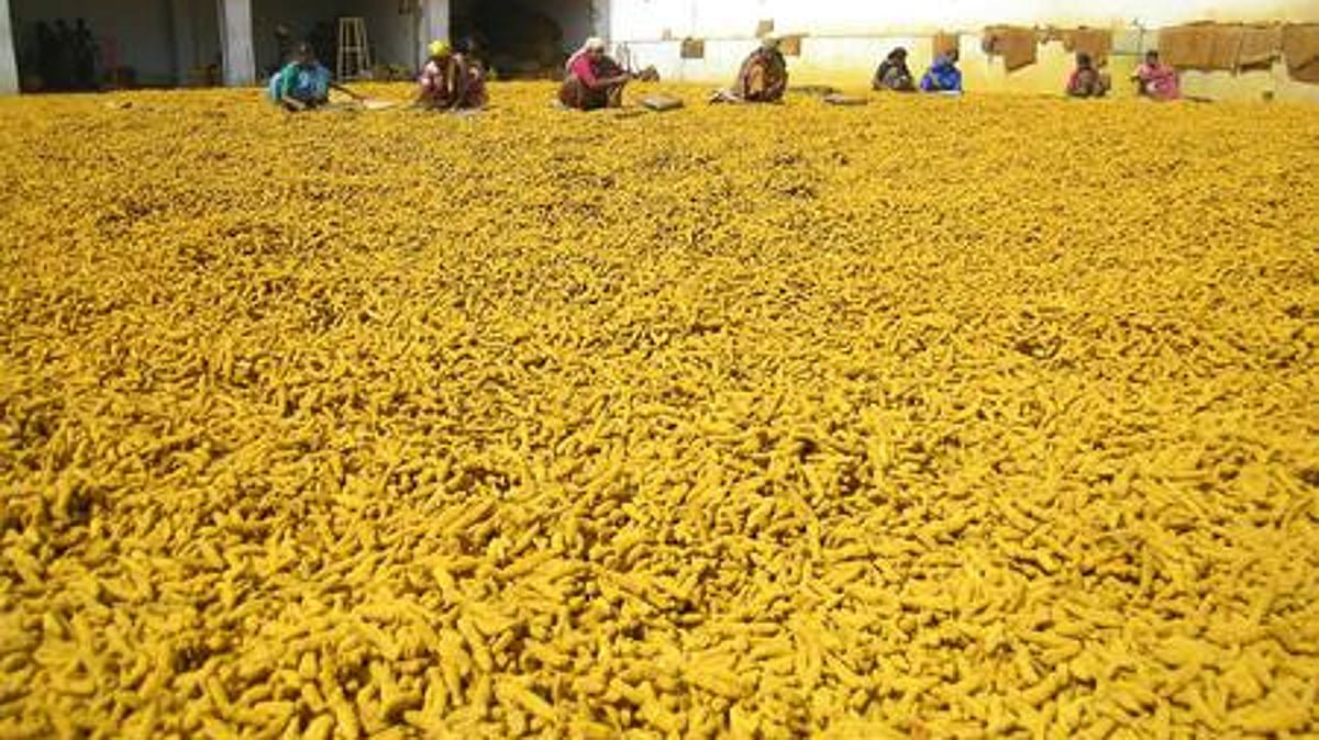 Erode turmeric price crosses Rs 22,000 per quintal, highest in recent yrs