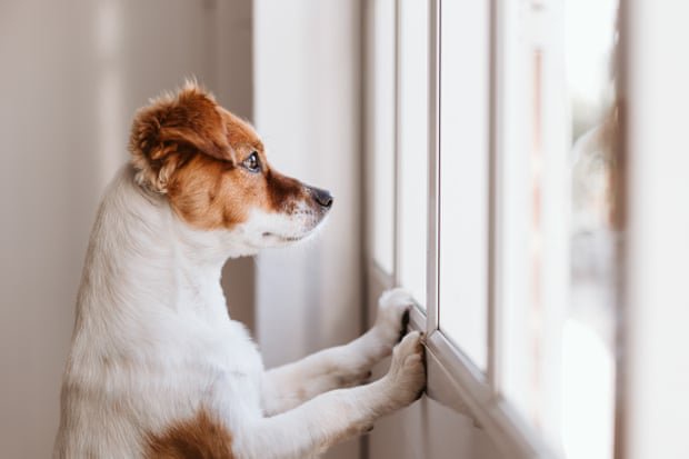 What happens to a dog when its owner can’t leave hospital?