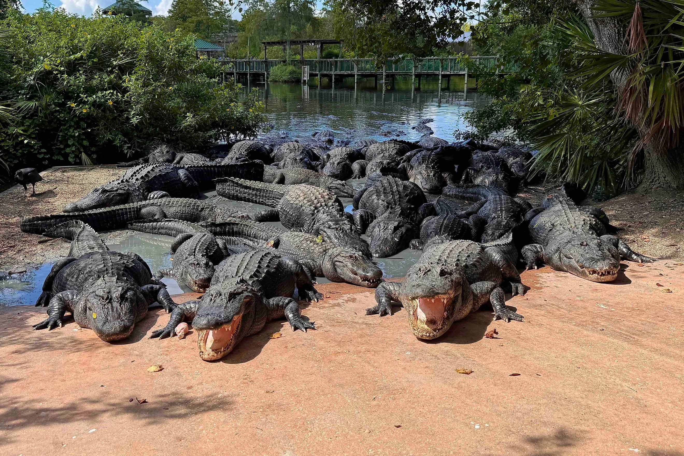 Feed Florida Alligators From Their Side Of The Fence