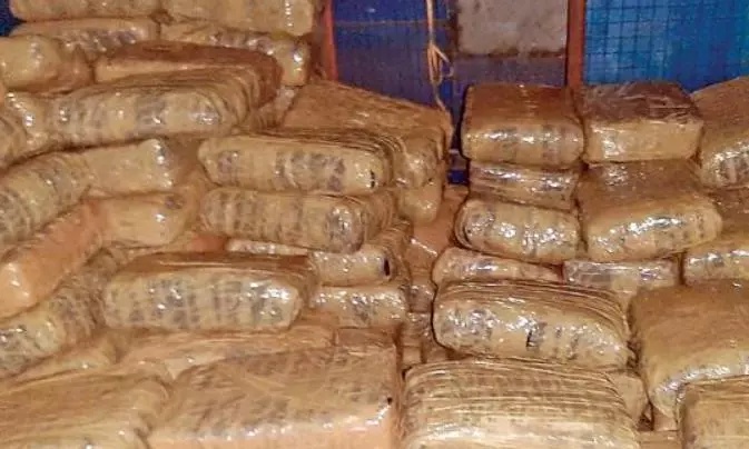 Delhi Customs Destroys 165 Kg Narcotics Worth Rs 515 Crore