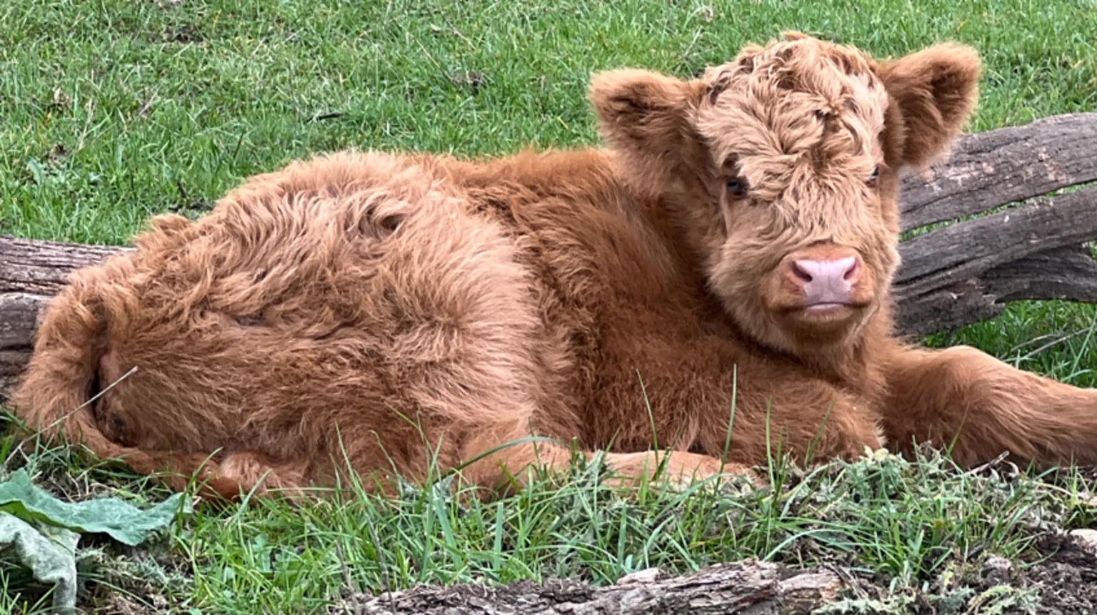 Wildlife park celebrates first Highland calf birth