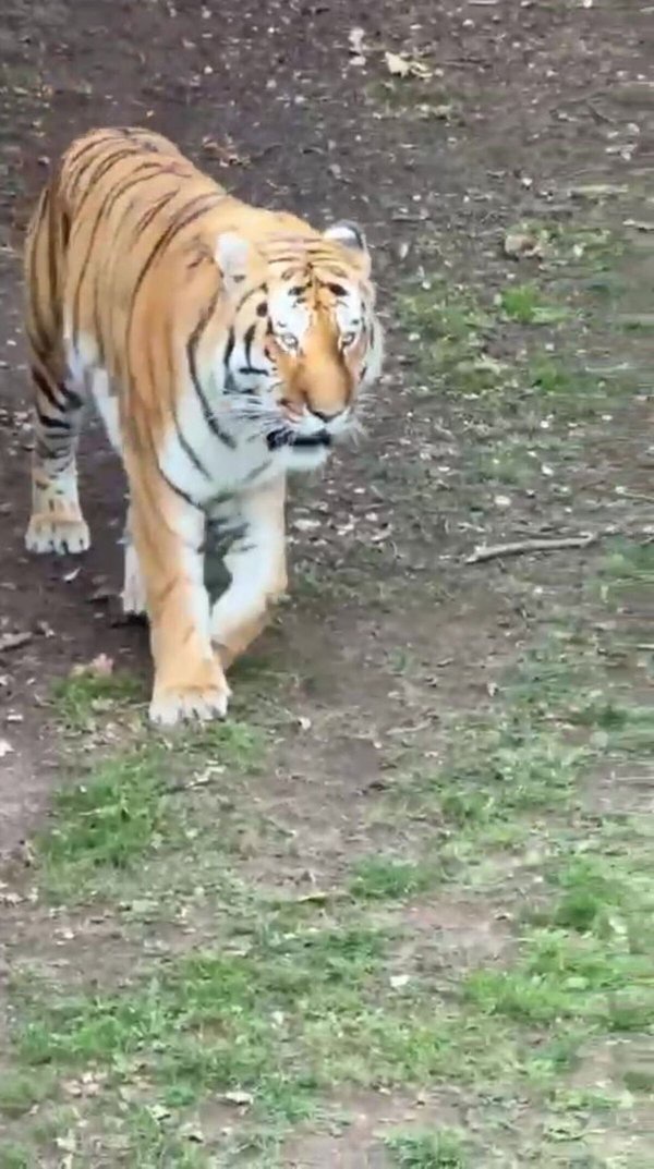 Witness who saw man killed by tiger reveals what he did before entering enclosure