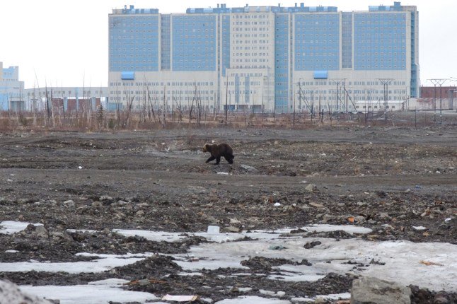 Boy saved from bear attack after mobile phone exploded as he was mauled by predator