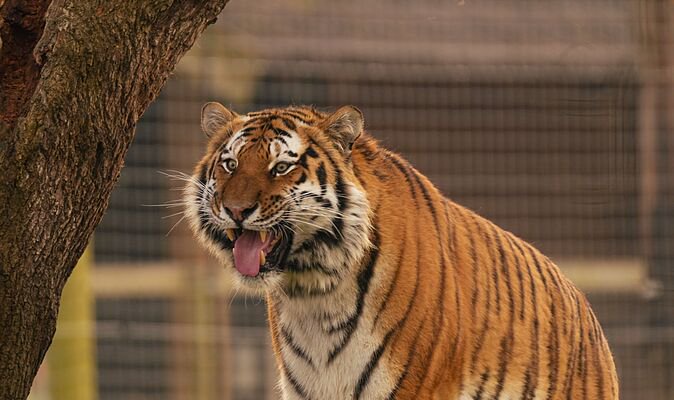 ‘I took the last photo of the man mauled to death by a tiger – I saw everything’