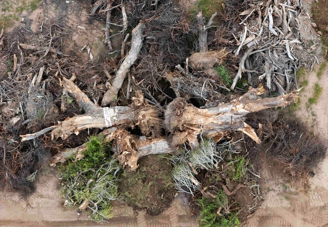Despair after 200-year-old ‘grandmother’ tree toppled for Trump’s border wall: ‘It crushes your heart’