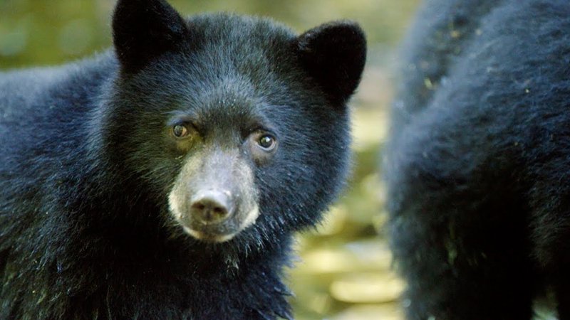 Bear Mauls Man in Pulwama