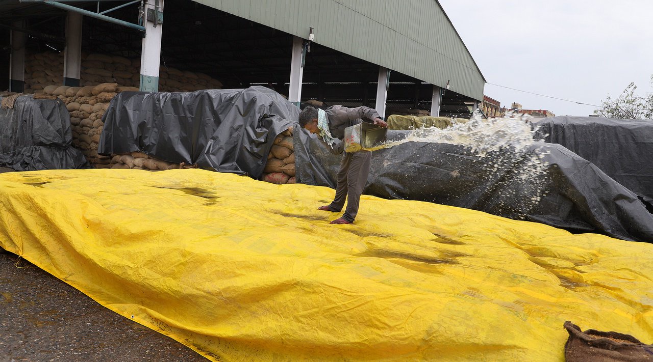 Rain flattens paddy crop, soaks stocks in Doaba mandis
