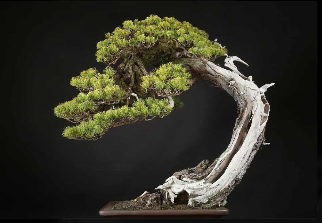 A Plant That Helps Attract Wealth Called Money Tree