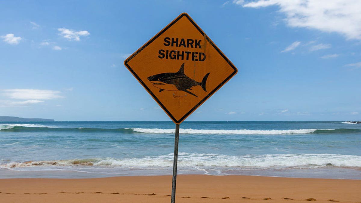 Shark attack survivor says as he was trying to poke its eye, the shark winked at him, then bit his leg off