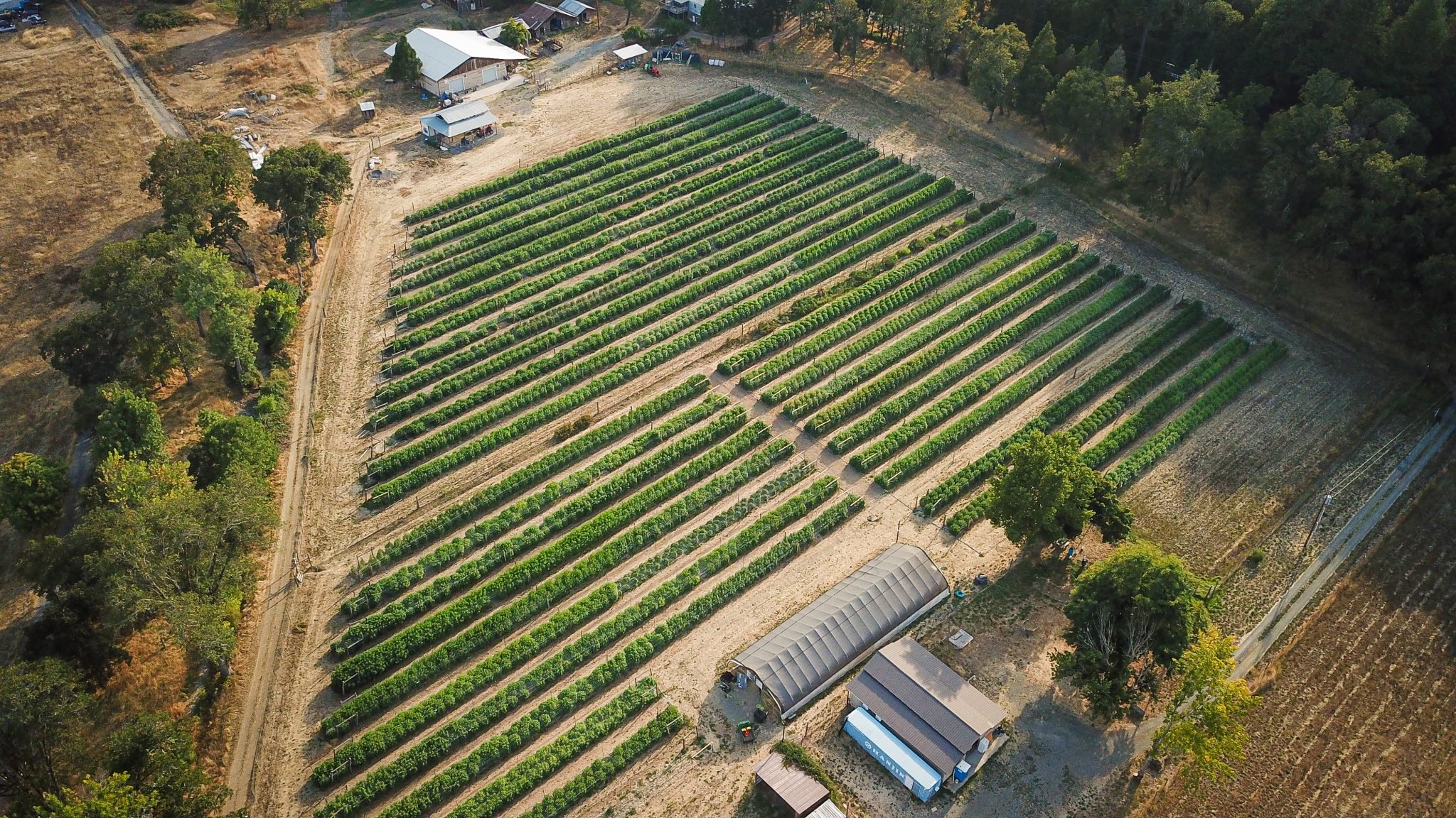 Feeding the Dirt, Not the Plant: Inside the Farms Betting on Living Soil