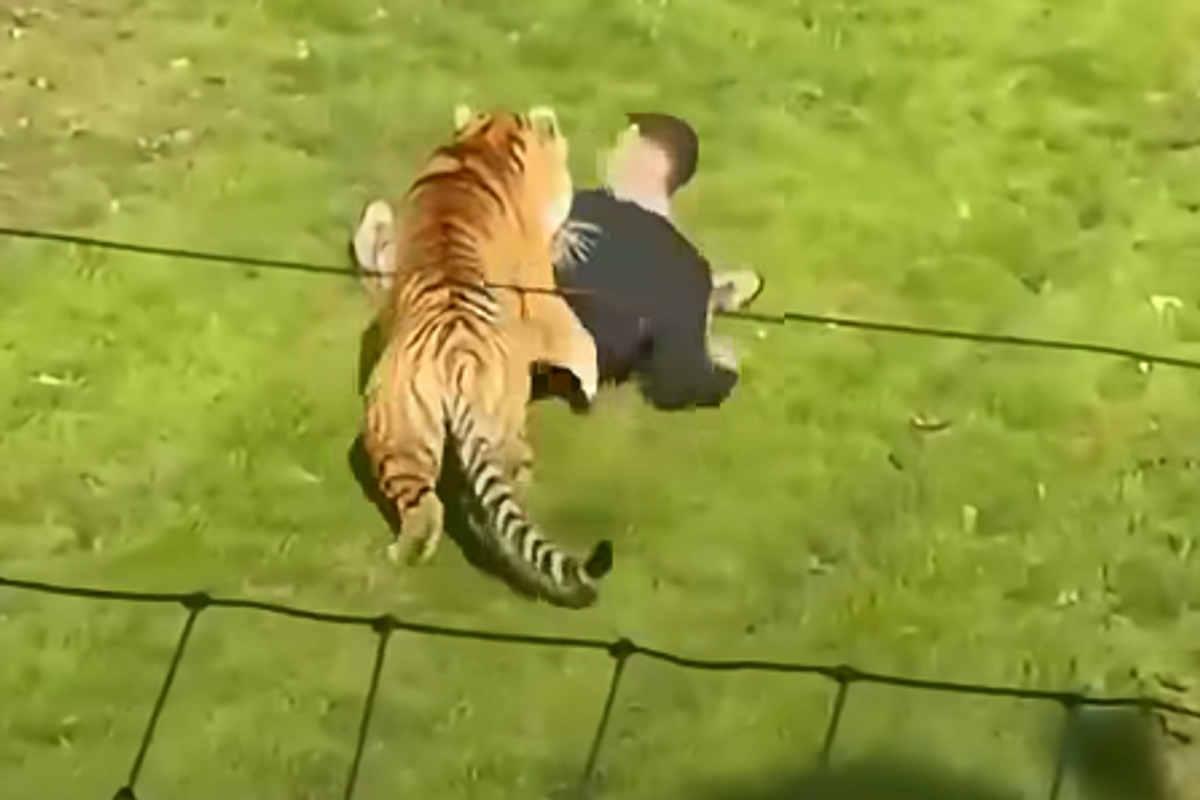 Tiger ‘shot’ at Yorkshire Wildlife Park after man gets inside enclosure is alive – latest from police