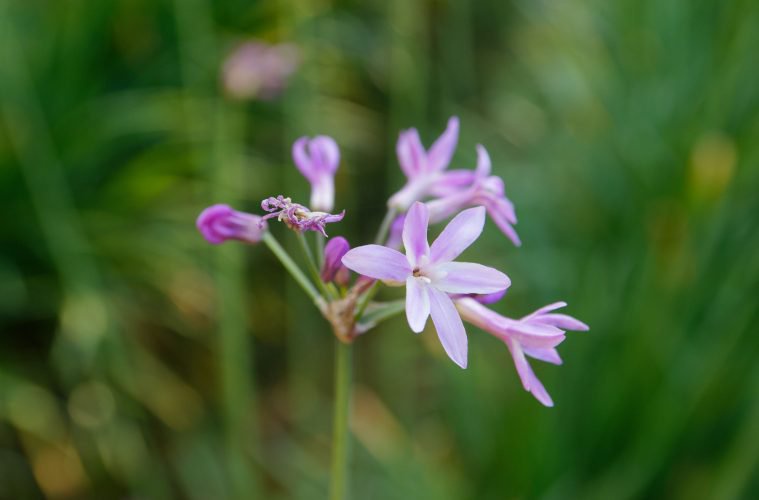 Wild garlic: When it flowers and how to care for this indigenous plant