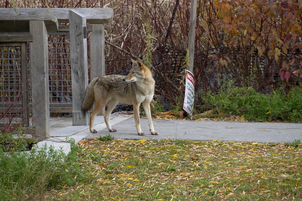 Clever House Cat Evades Coyote Strolling Through Neighborhood