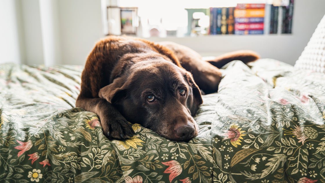 The Seemingly Safe Dog Treats That Vets Say Are Sending Pets To Emergency Surgery