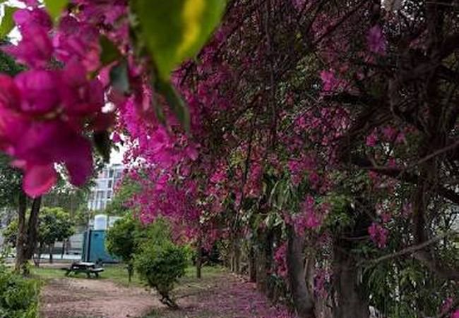 Punjab To Have Parks Authority In Every District By Jan 2027