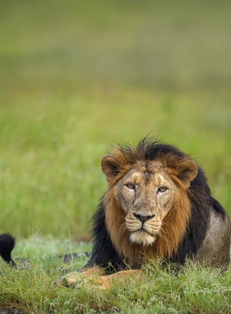 Gujarat: Where wildlife, culture and celebrations come alive