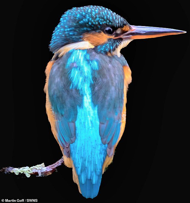 Nice catch! Photographer snaps kingfisher diving for her food