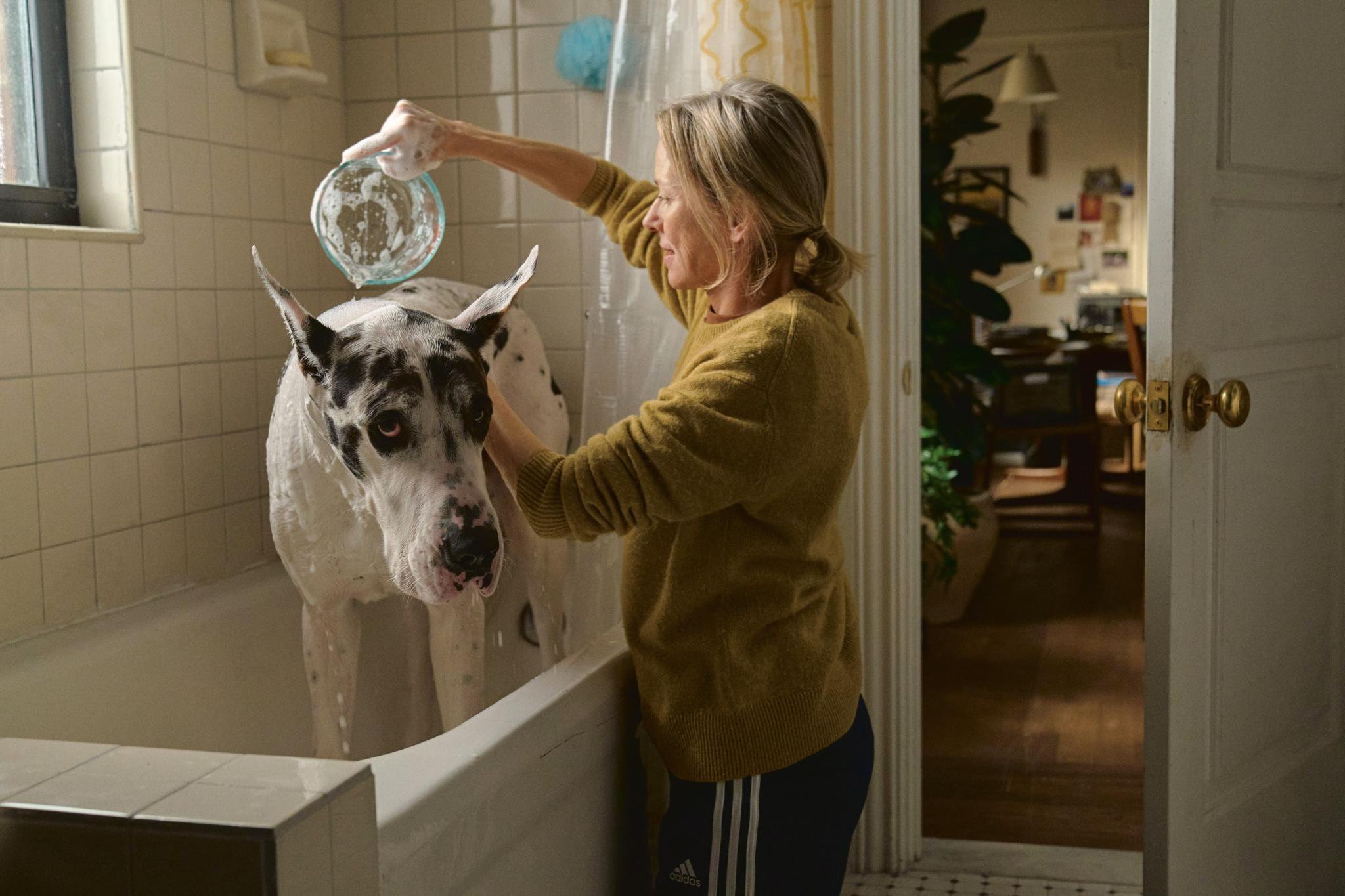 America’s next top coddle: Does your pet have what it takes to be a star?
