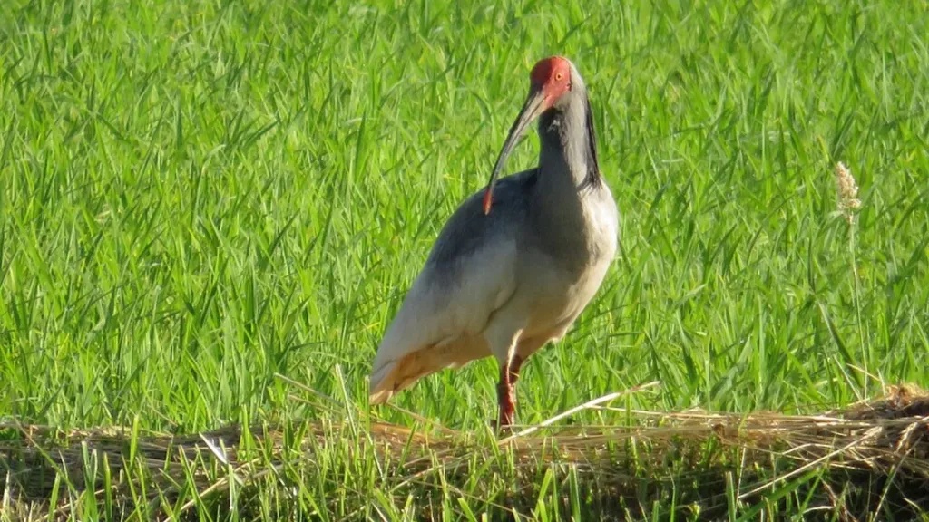 Crested ibis: How the endangered bird is making a comeback in Japan