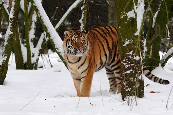 Man dies after entering tiger enclosure at England wildlife park