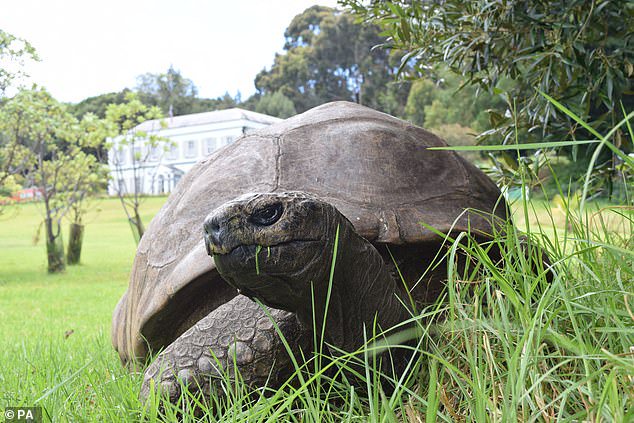 How Jonathan the giant tortoise can offer clues on helping humans live longer… as he’s set to celebrate his 195th birthday