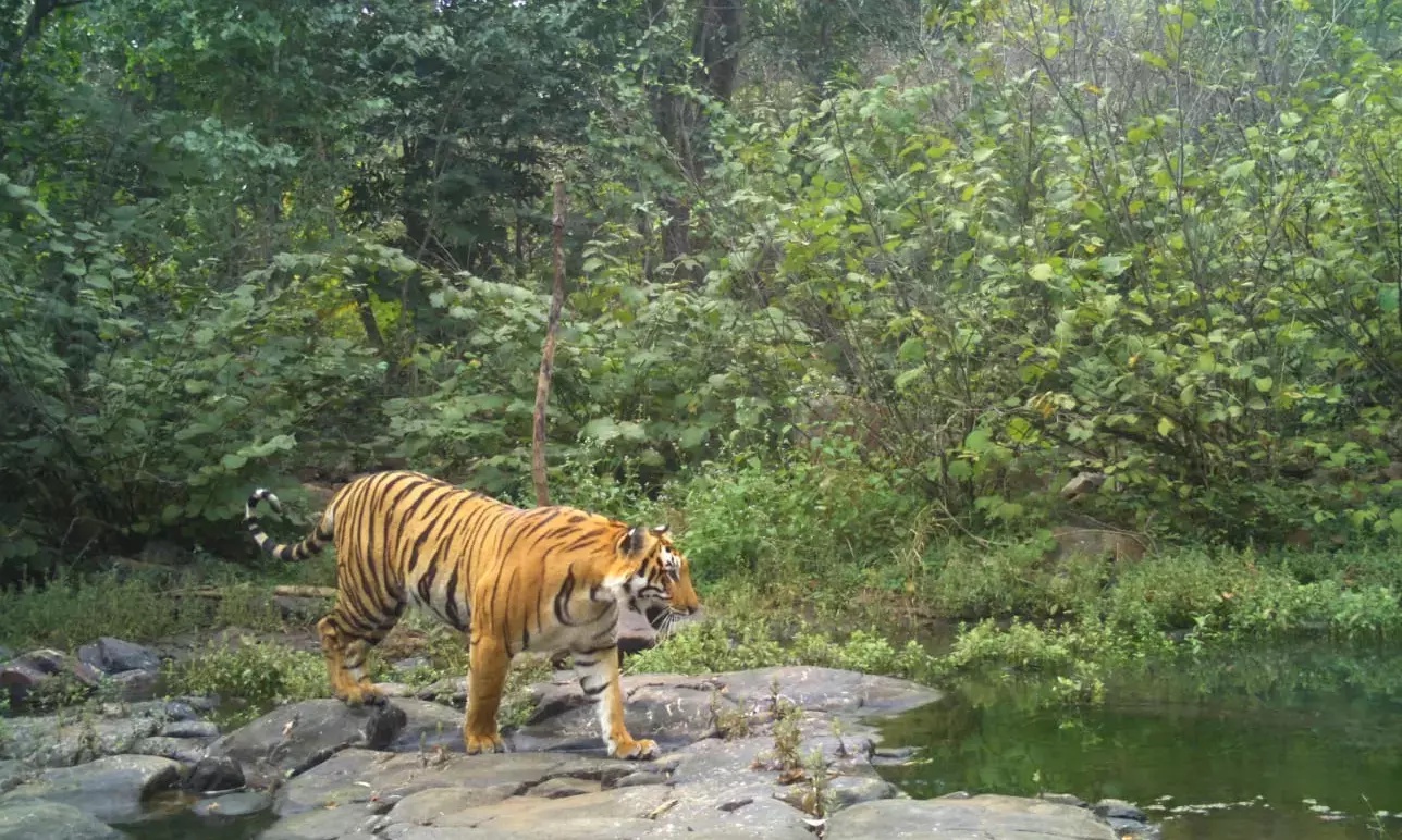 Amrabad Reopens For Wildlife Tourism