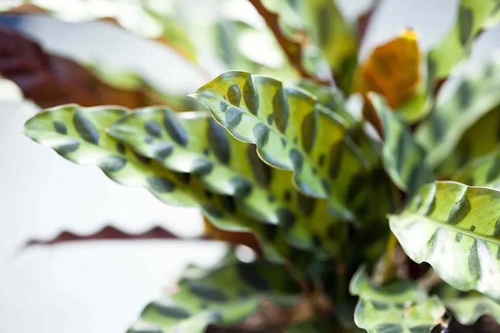 How to Care for a Rattlesnake Plant Indoors for Its Beautiful Leaves