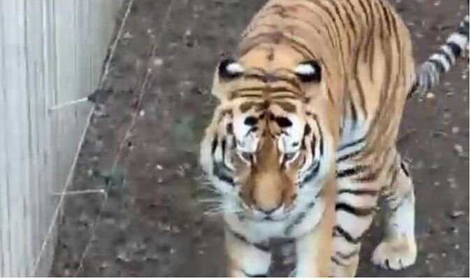 Police issue plea as public urged not to do two things after man mauled by tiger