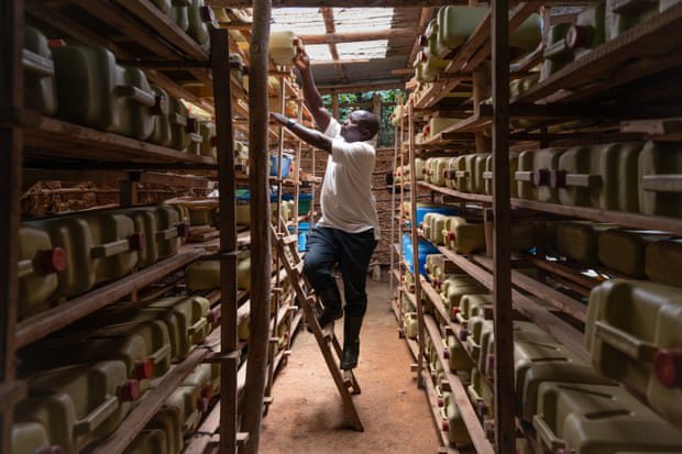 From black soldier flies to mealworms: farming insects for food, fodder and fertiliser in Uganda