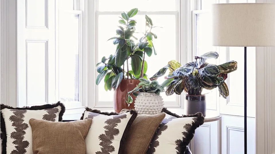 5 Easy Steps to Repot Houseplants: Give Them More Room to Grow and Thrive for Years to Come