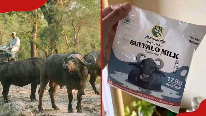 Kenyans Turn Ruto’s Buffalo Milk Idea Into Hilarious Memes As Shortage Bites, Prices Rise