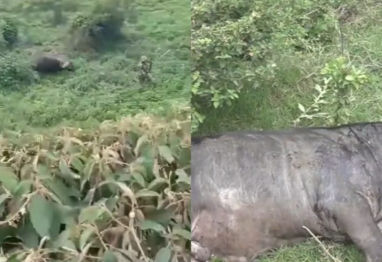 Truth Behind Viral Video of Kenyans Chasing a Buffalo Emerges After Ruto’s Import Plan