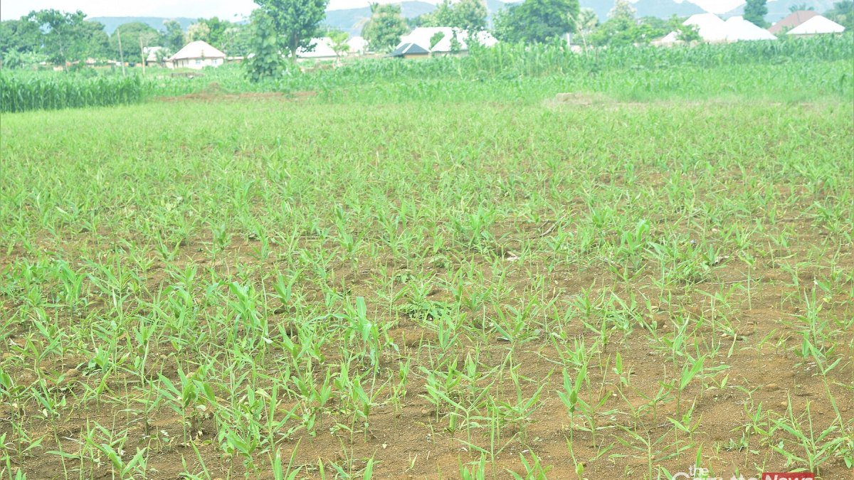 Ginger Farming in Nigeria: Planting, Spacing and Yield