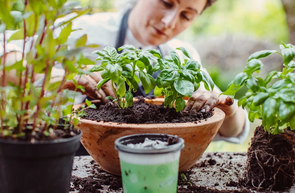 Want to save money at the grocery store? Starting a home vegetable garden could be one answer.