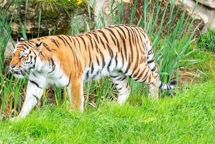 A man walked into a tiger’s enclosure and never came out, now the world is debating the animal’s fate