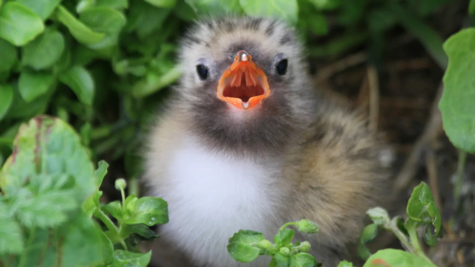 Rare birds ‘recovering’ after breeding season