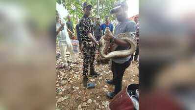 12-foot python rescued near Puri railway station